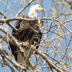 The Guard over our gate one fine spring day