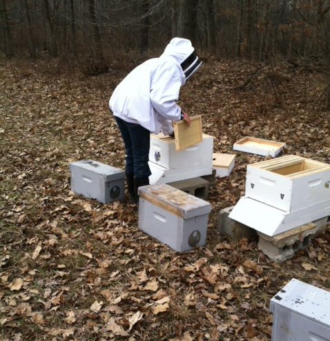 Four Green Fields Farm beekeeper placing nucs in the hives