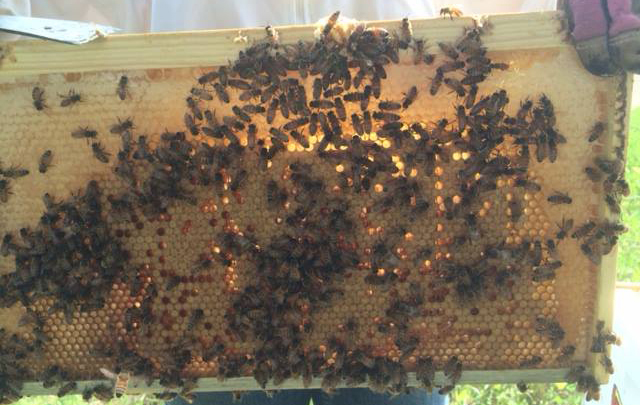 Deep frame after bees have begun storing honey and the queen has laid eggs. Honey is in upper left corner and brood is in the center