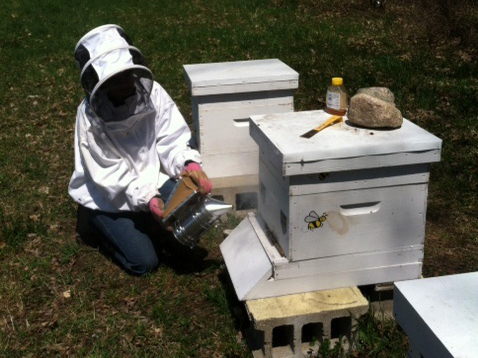 Beekeeper putting smoke into a deep before removing the lid and working with the hive