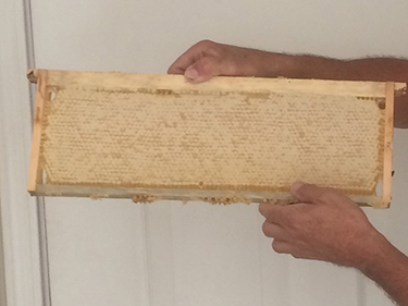 A super frame full of "capped" honey prior to putting it in the extractor