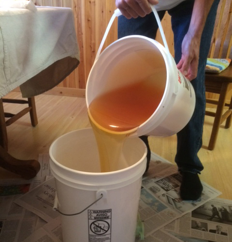 Honey being poured into a bottling bucket after being collected from the extractor