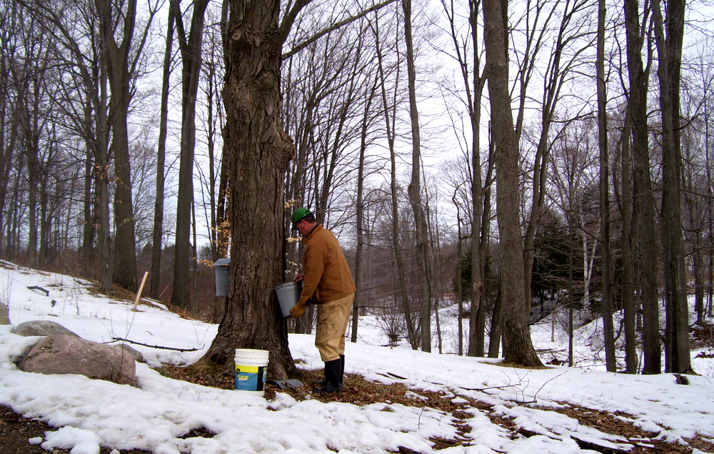 Making Maple Syrup 2